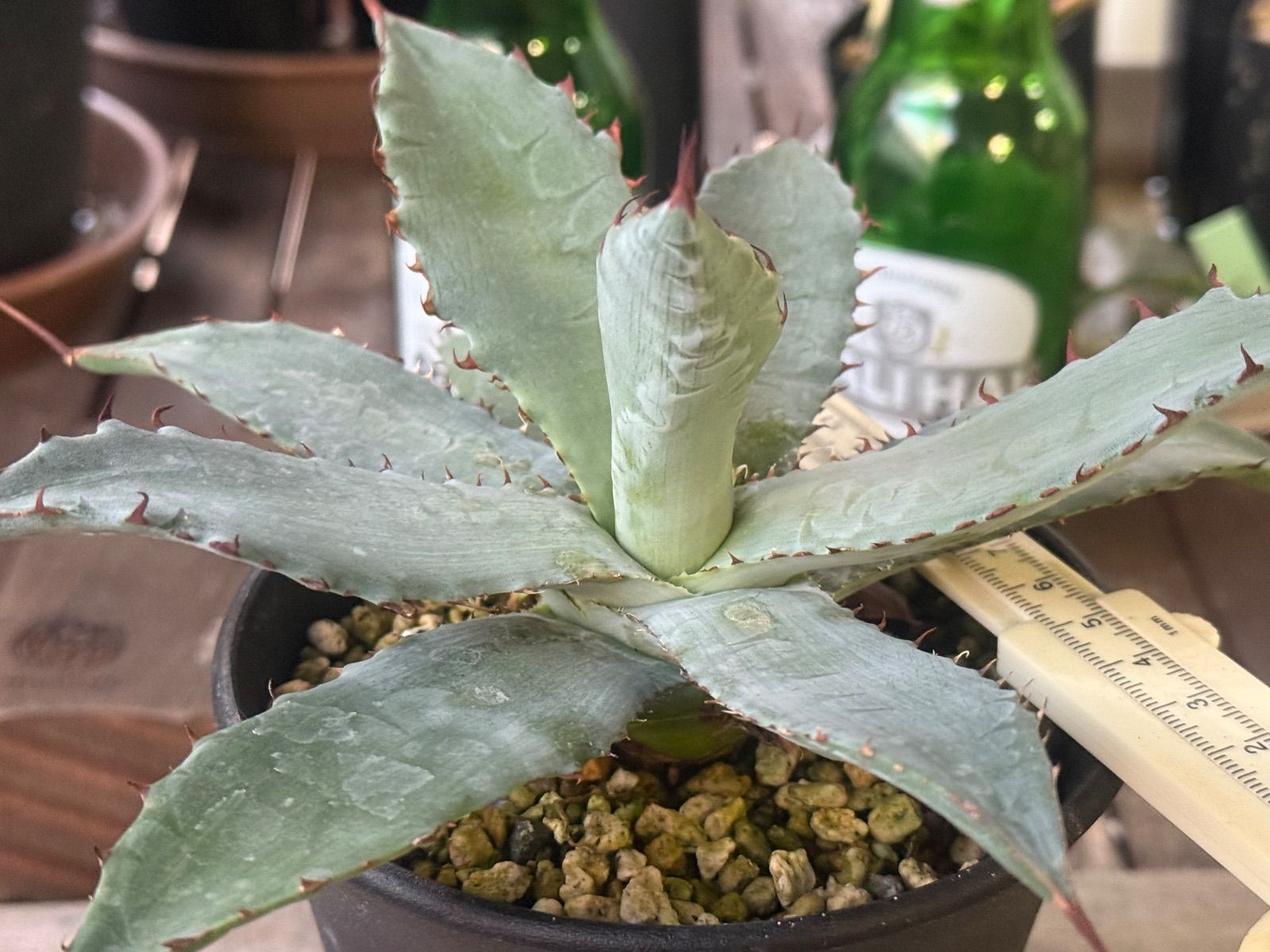 アガベ ハイブリッド キシロナカンサ✖️ポタトラムOSP産 - メルカリ