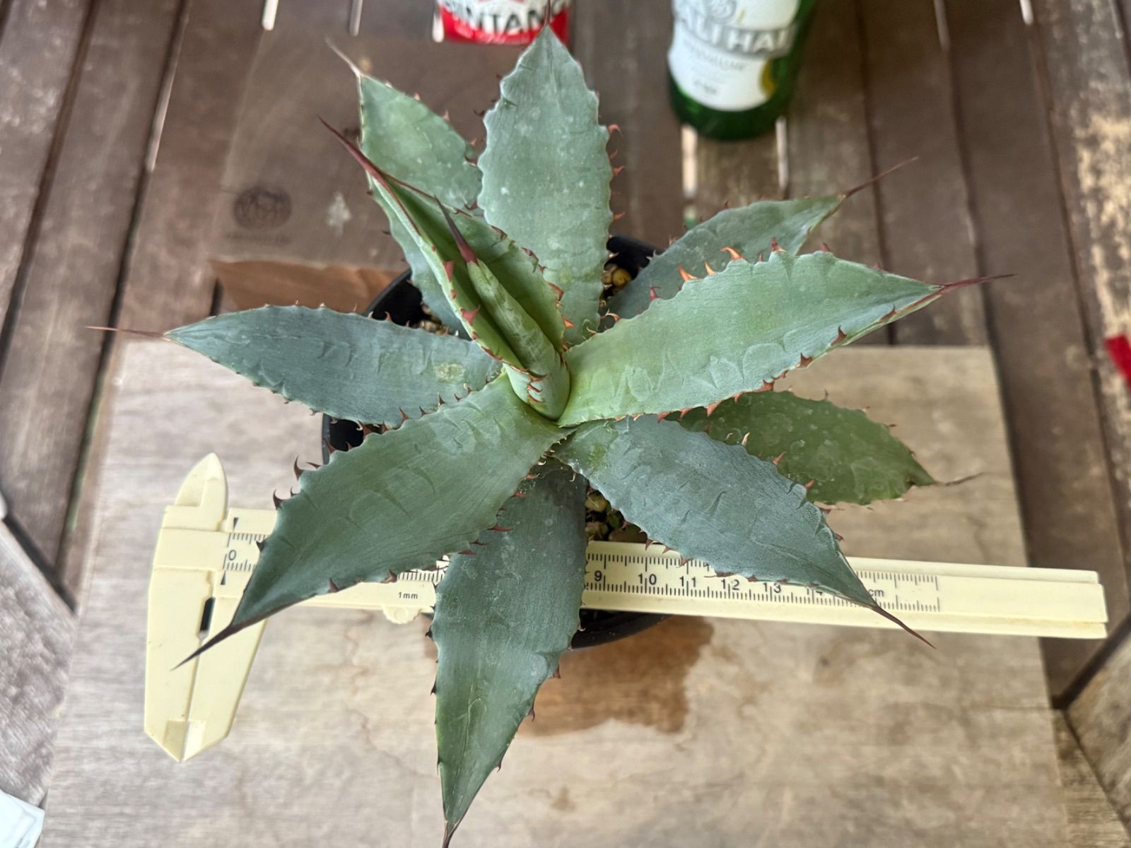 子株 アガベ ハイブリッド キシロナカンサ × ポタトラム agave キシポタ アガベ ハイブリッド 'キシロナカンサ × ポタトラム' Agave hybrid