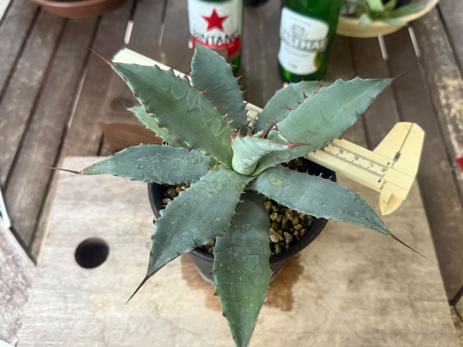 アガベ ハイブリッド キシロナカンサ✖️ポタトラムOSP産 - メルカリ