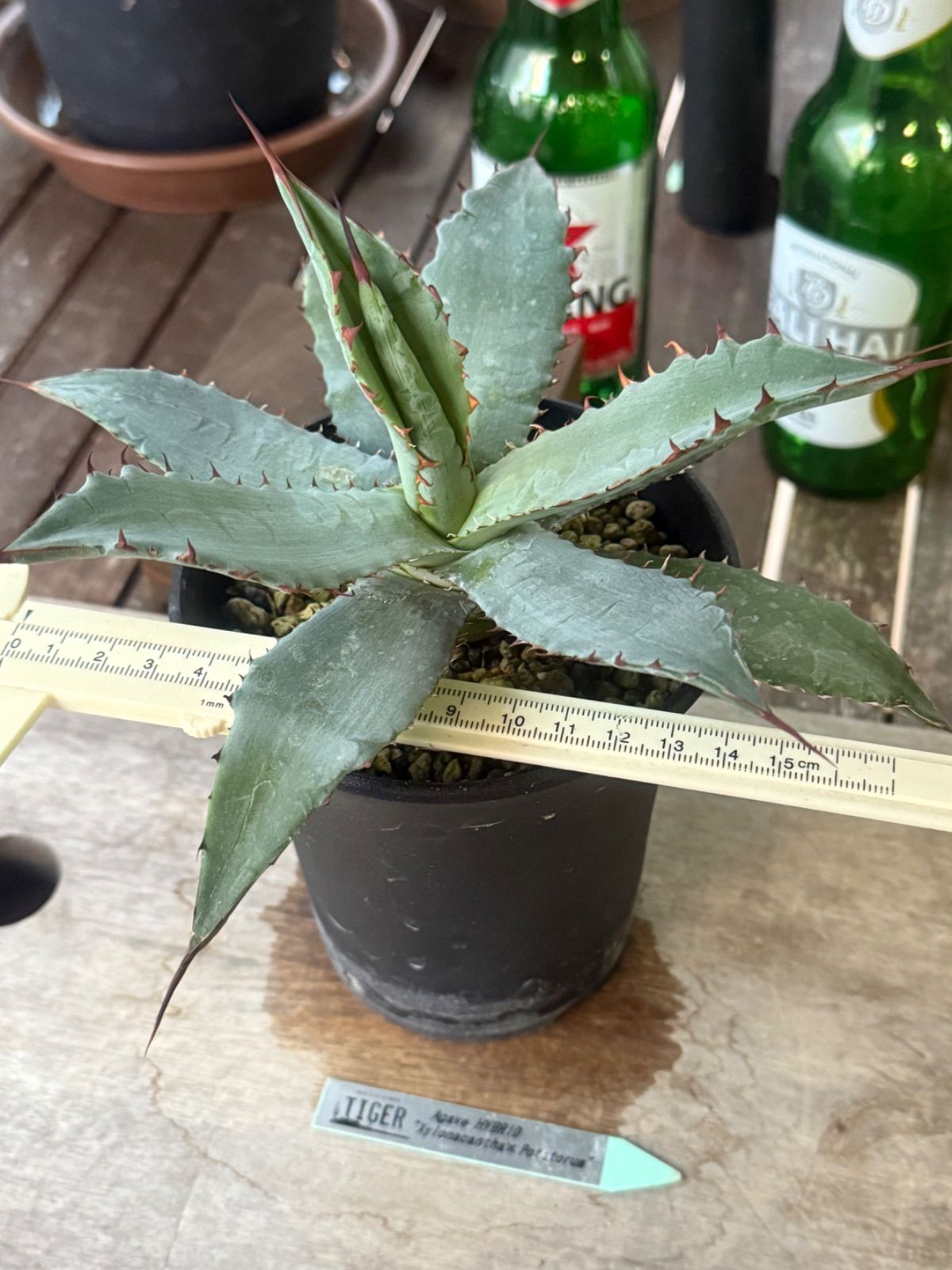 アガベ ハイブリッド キシロナカンサ✖️ポタトラムOSP産 - メルカリ