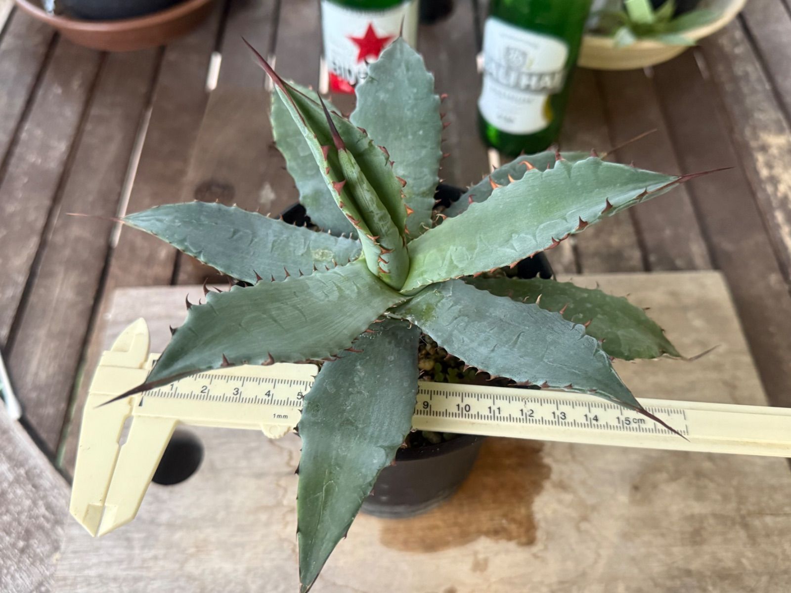 アガベ ハイブリッド キシロナカンサ✖️ポタトラムOSP産 - メルカリ