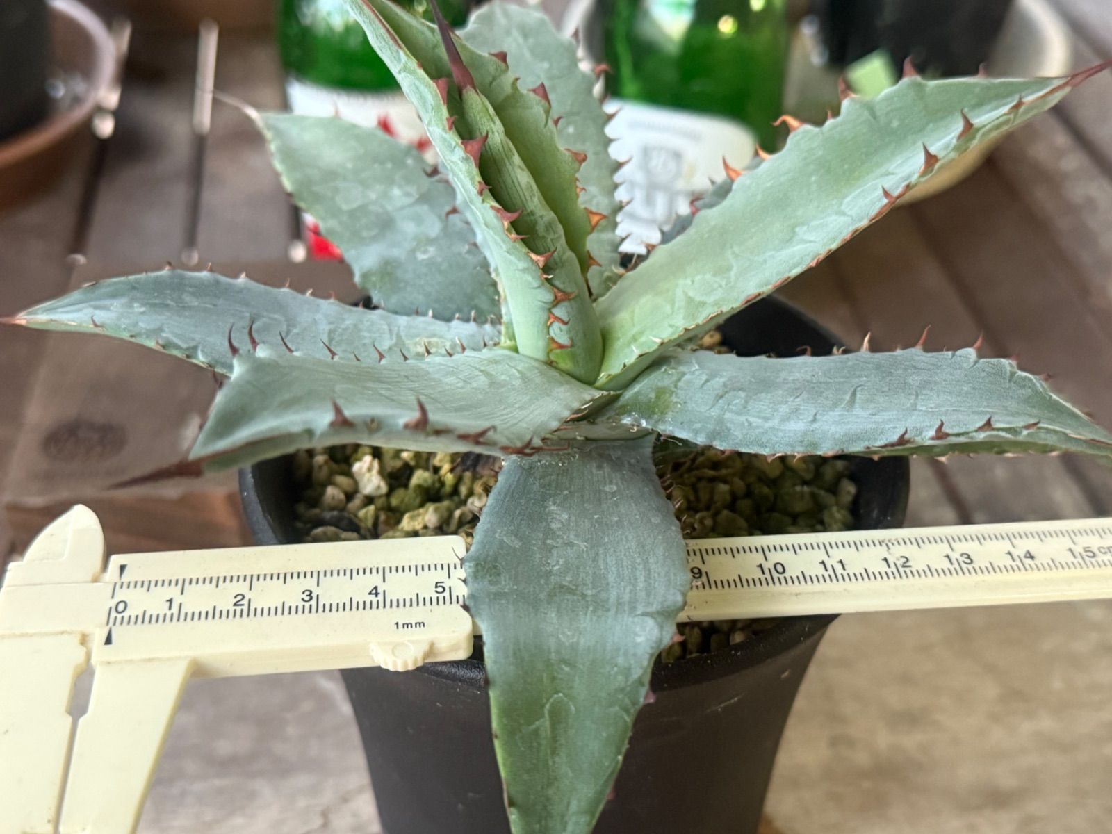 アガベ ハイブリッド キシロナカンサ✖️ポタトラムOSP産 - メルカリ