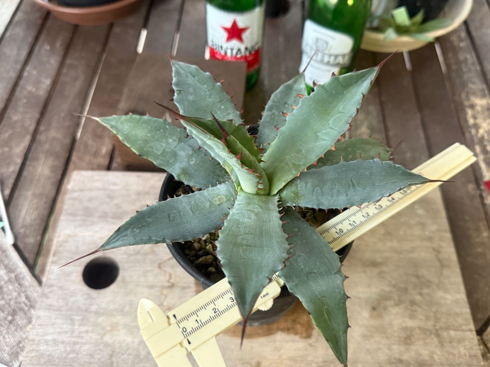 子株 アガベ ハイブリッド キシロナカンサ × ポタトラム agave キシポタ アガベ ハイブリッド キシロナカンサ✖️ポタトラムOSP産 - メルカリ