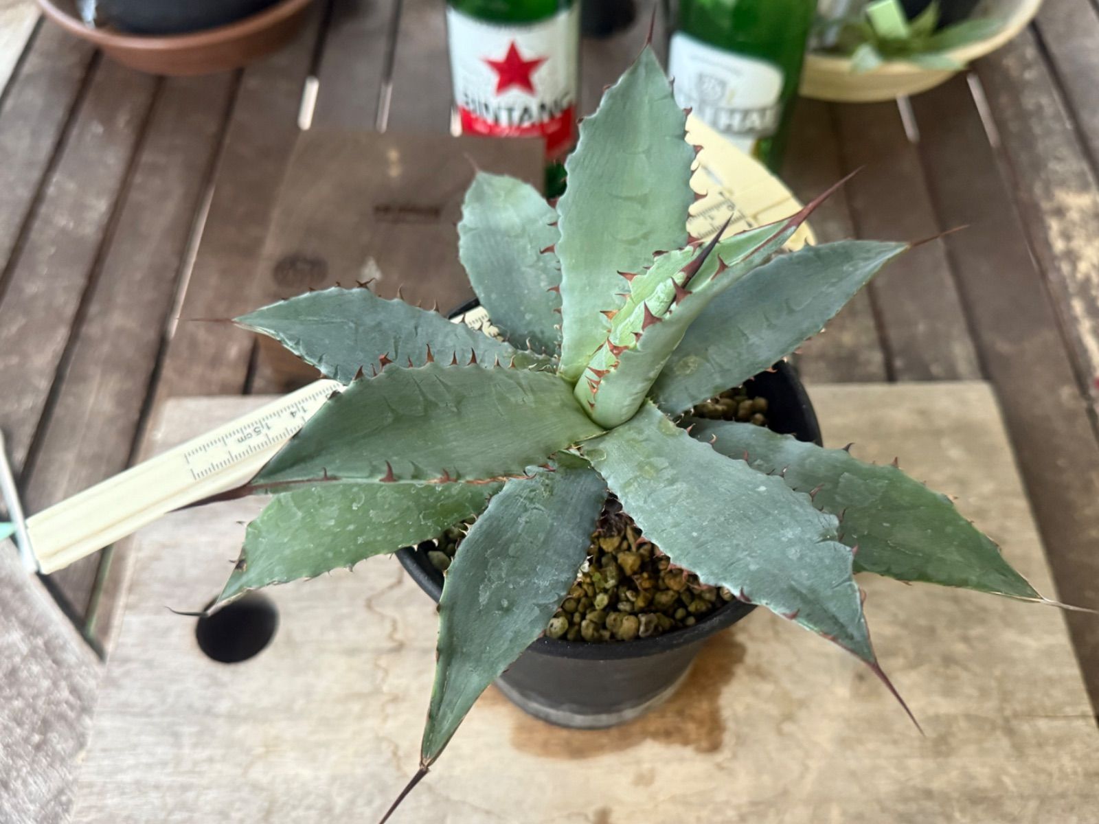 アガベ ハイブリッド キシロナカンサ✖️ポタトラムOSP産 - メルカリ