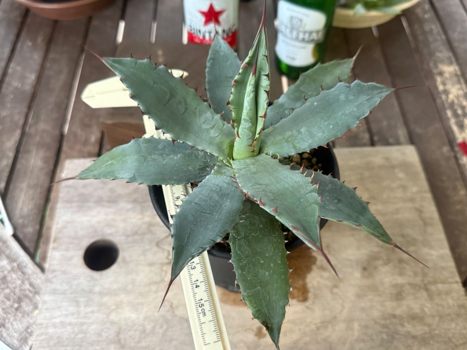 アガベ ハイブリッド キシロナカンサ✖️ポタトラムOSP産 - メルカリ