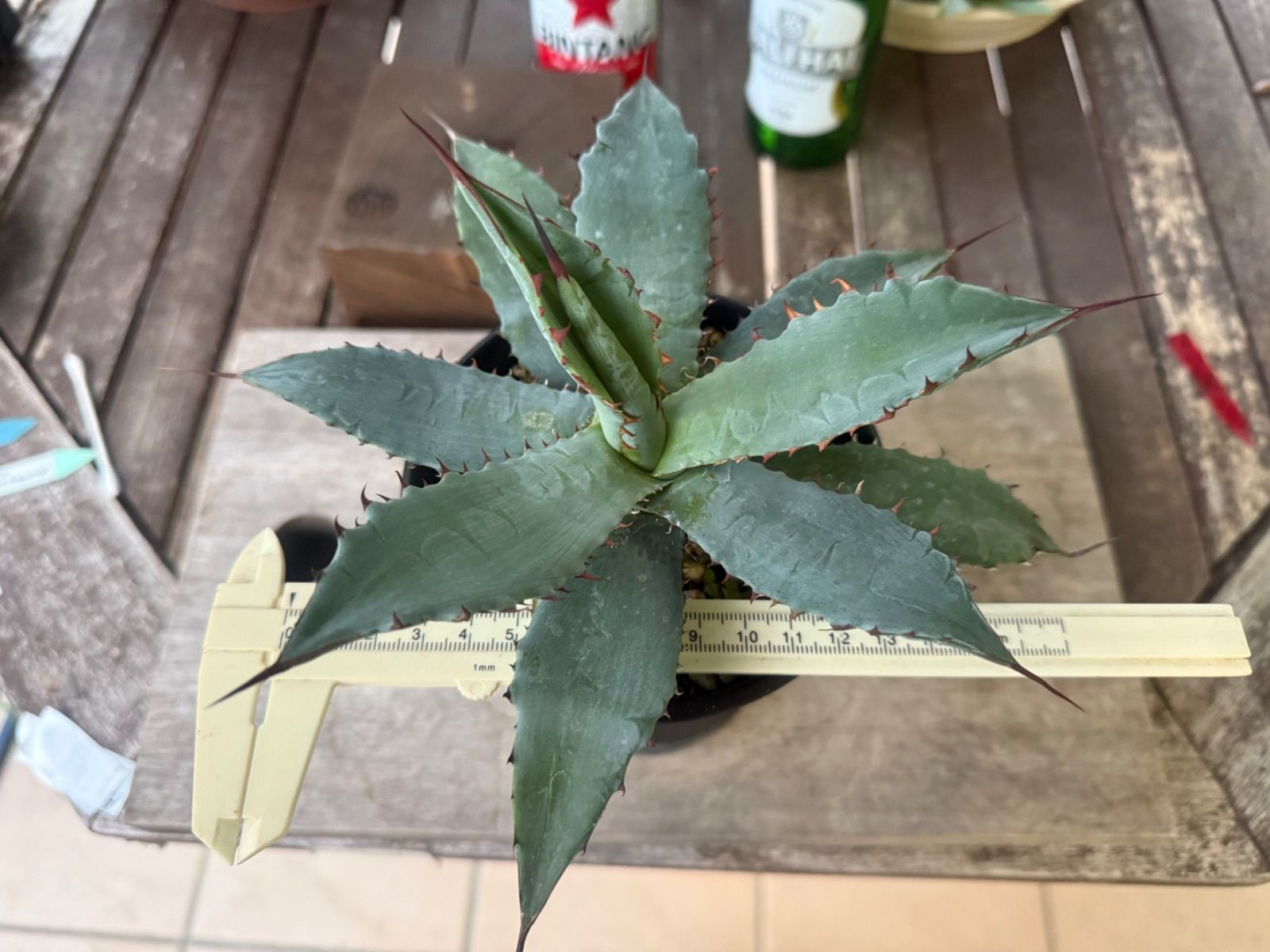 アガベ ハイブリッド キシロナカンサ✖️ポタトラムOSP産 - メルカリ