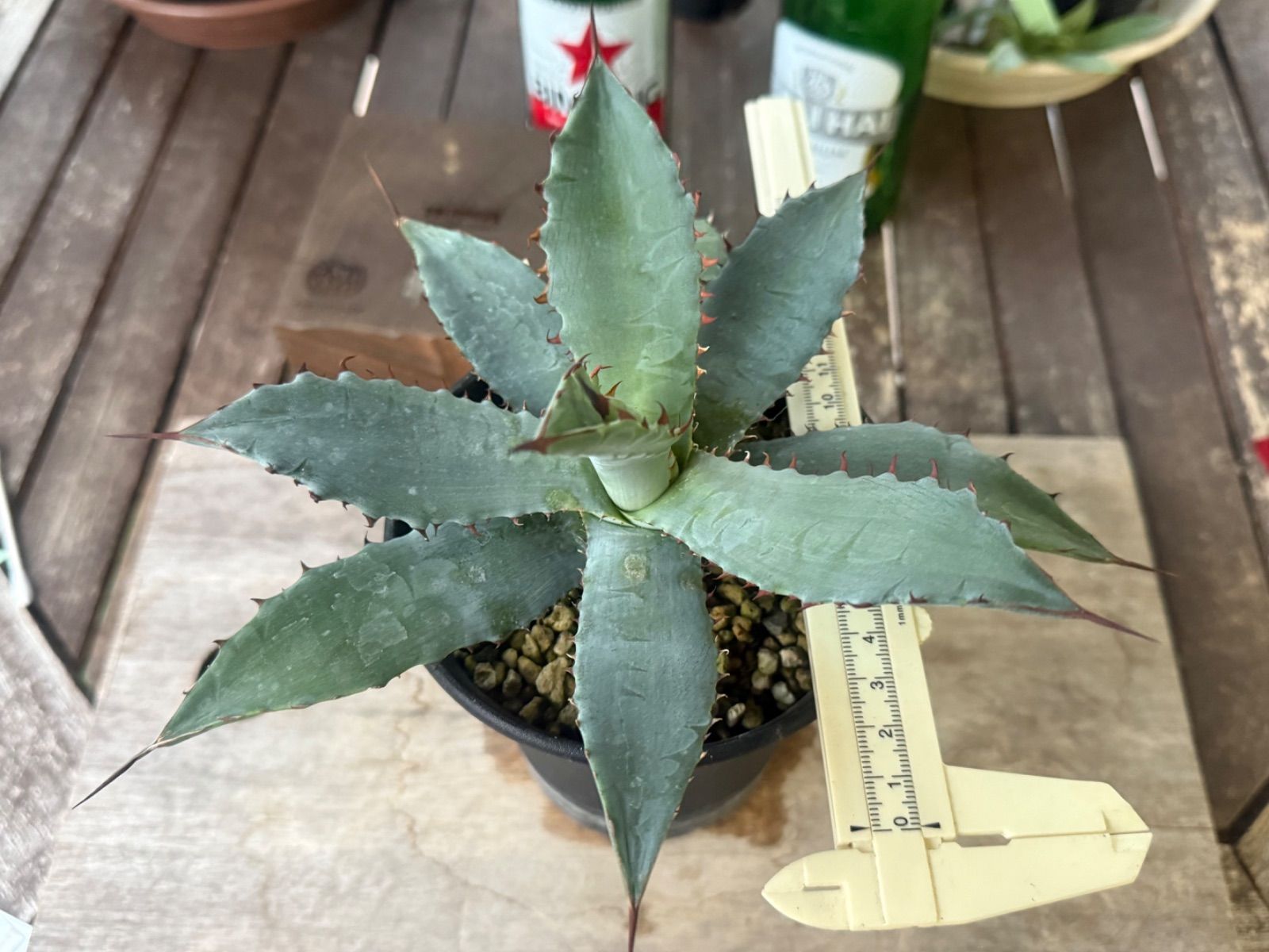 アガベ ハイブリッド キシロナカンサ✖️ポタトラムOSP産 - メルカリ