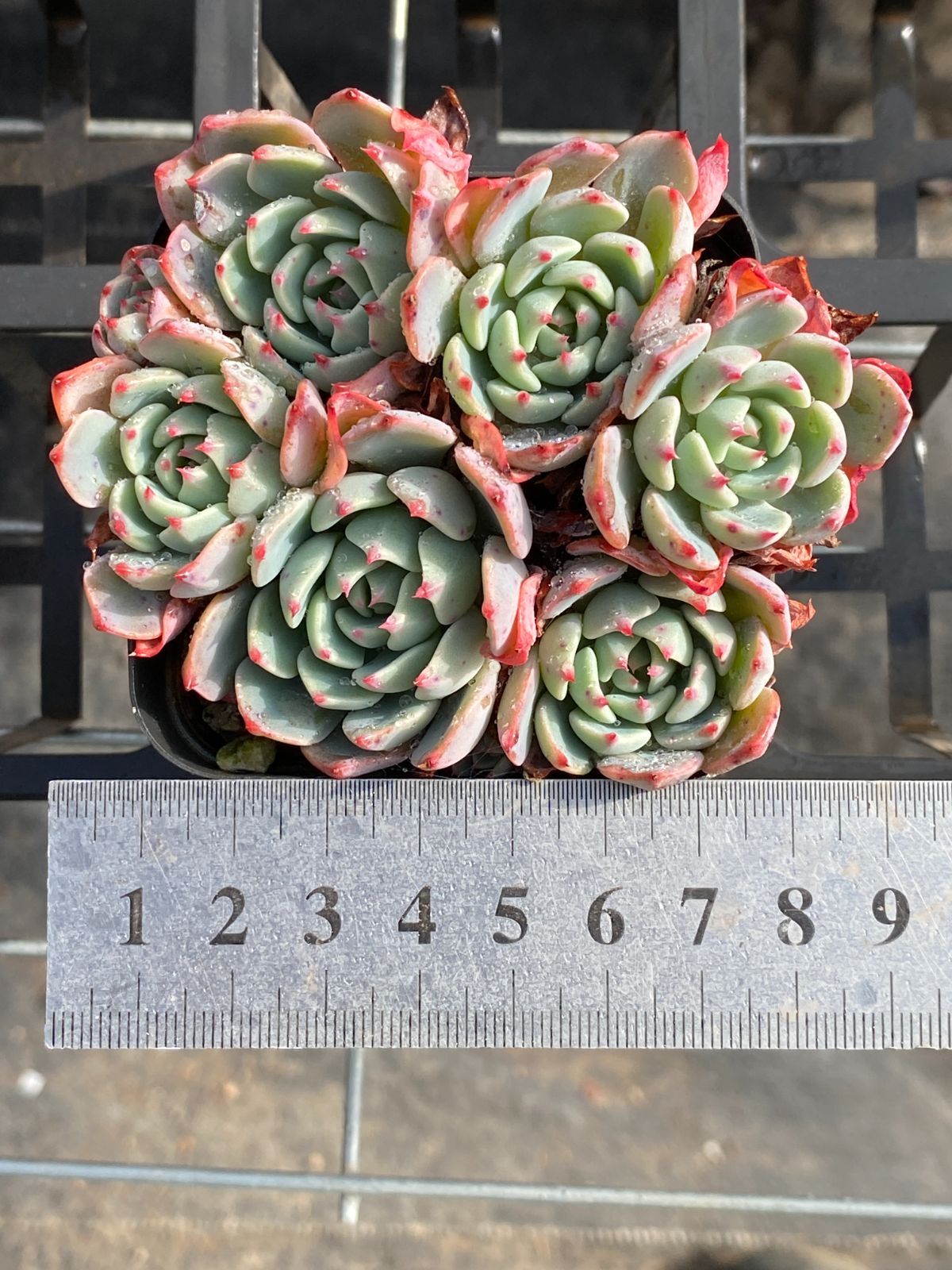 新入荷 ナナコウゲ ZZ052×50苗 抜き苗 多肉植物 アエオニウム