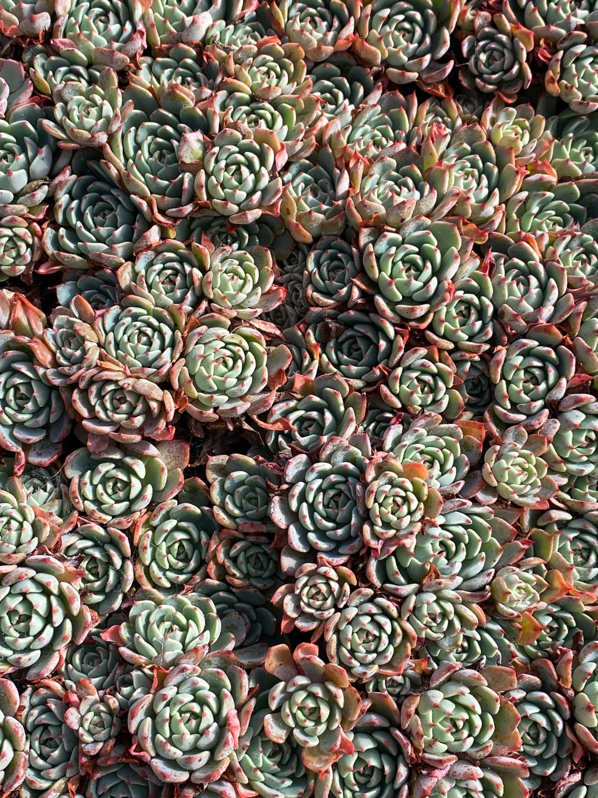 新入荷 ナナコウゲ ZZ052×50苗 抜き苗 多肉植物 アエオニウム