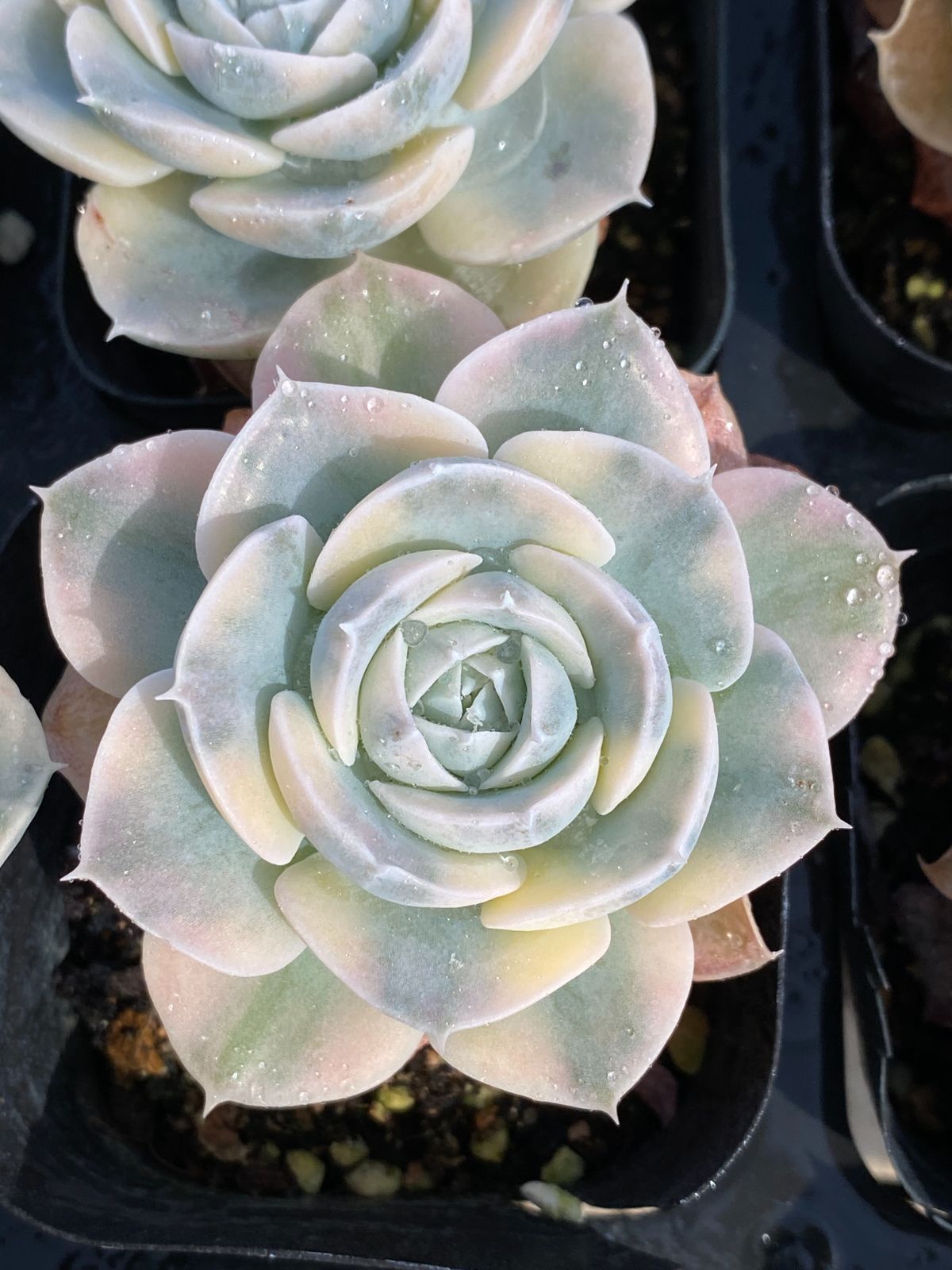 25#多肉植物アエオニウム❤️ ナガ女王 セッカ ❤️19cm拔き苗 25#多肉