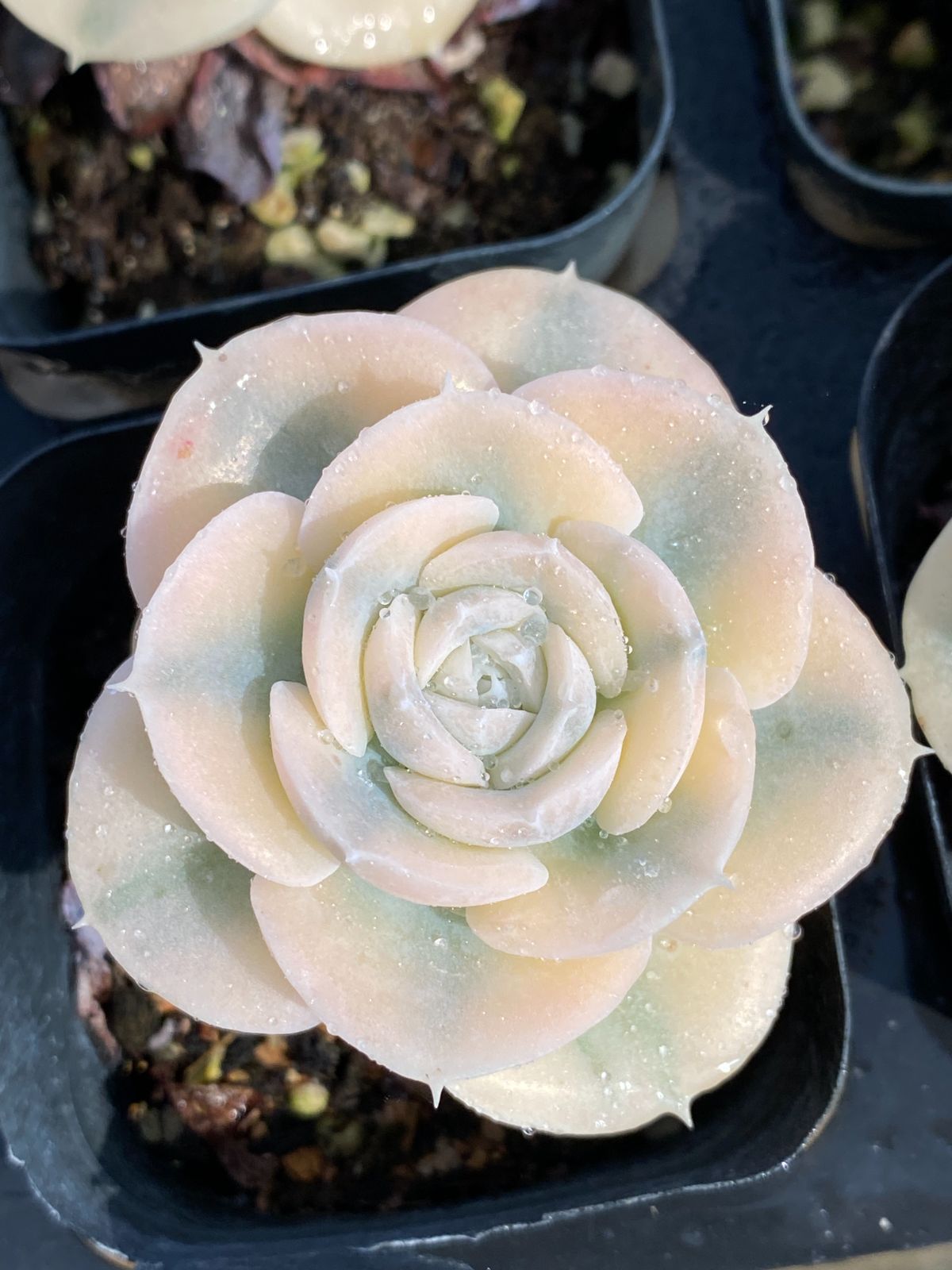 新入荷 アンスノー ZZ057×50苗 抜き苗 多肉植物 アエオニウム