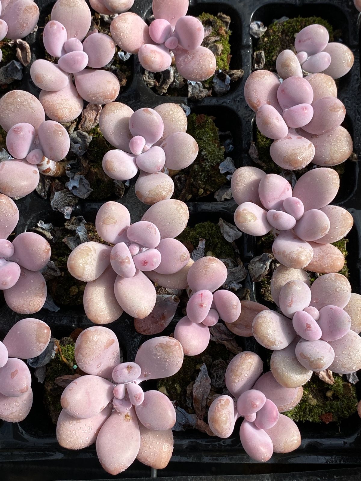 多肉植物　サブリム　◇抜き苗◇ 新入荷 モモタマ ZZ058×40苗 抜き苗 多肉植物 アエオニウム エケベリア