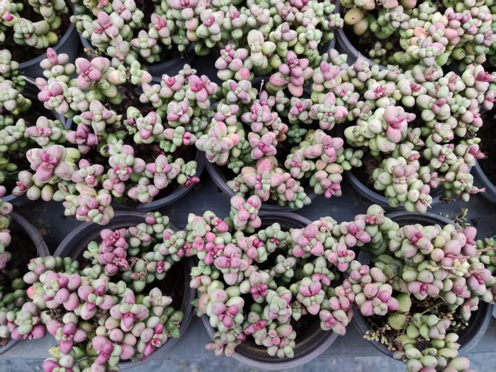 新入荷 パープルライト ZZ063×18苗 抜き苗 多肉植物 アエオニウム