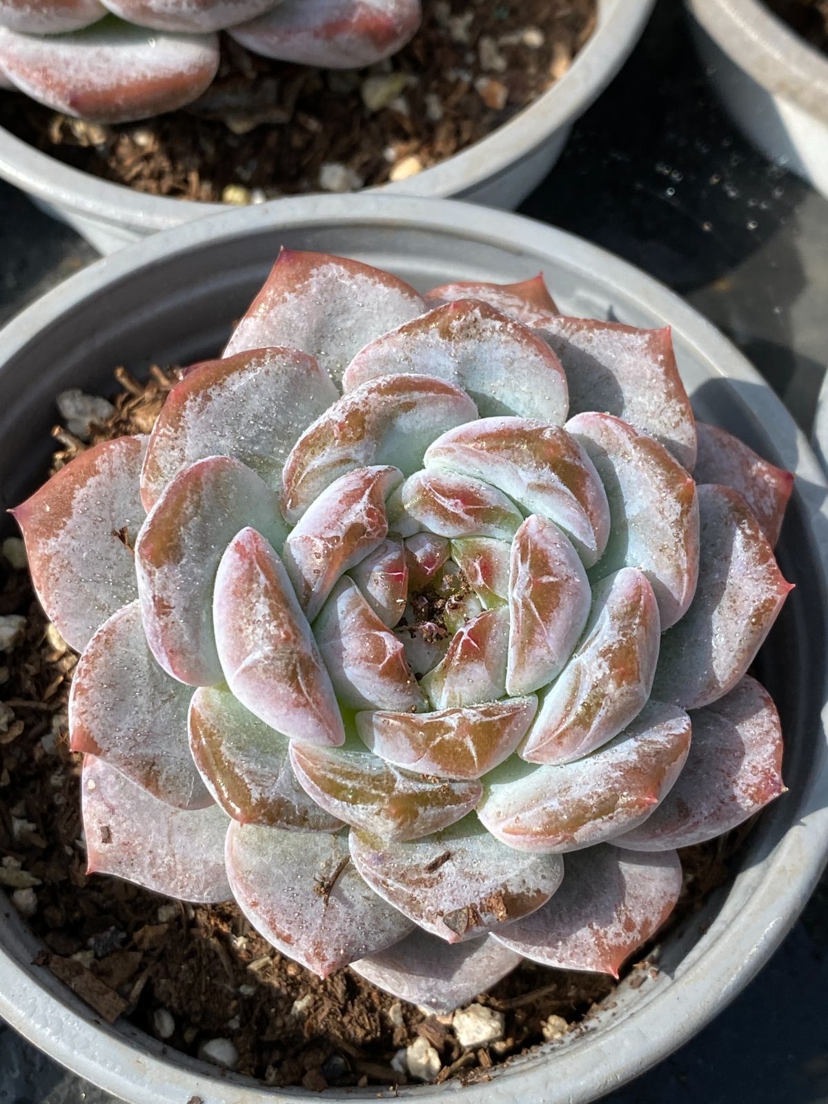 【新入荷】エケべリア　韓国苗　ソウルクラウン 中苗　多肉植物 　s_6106 New. Soul crown ソウルクラウン (Colorata X Sarahime selected