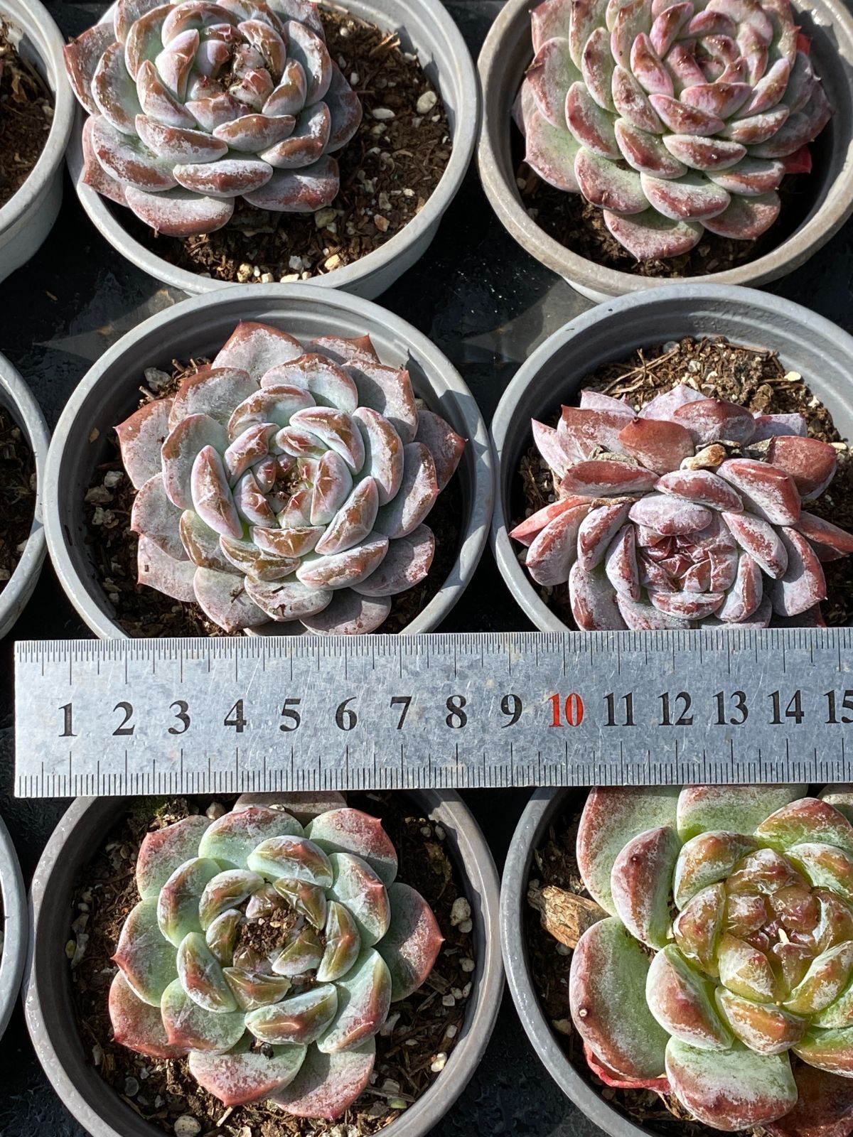 新入荷 ヒョウハク ZZ067×32苗 抜き苗 多肉植物 アエオニウム