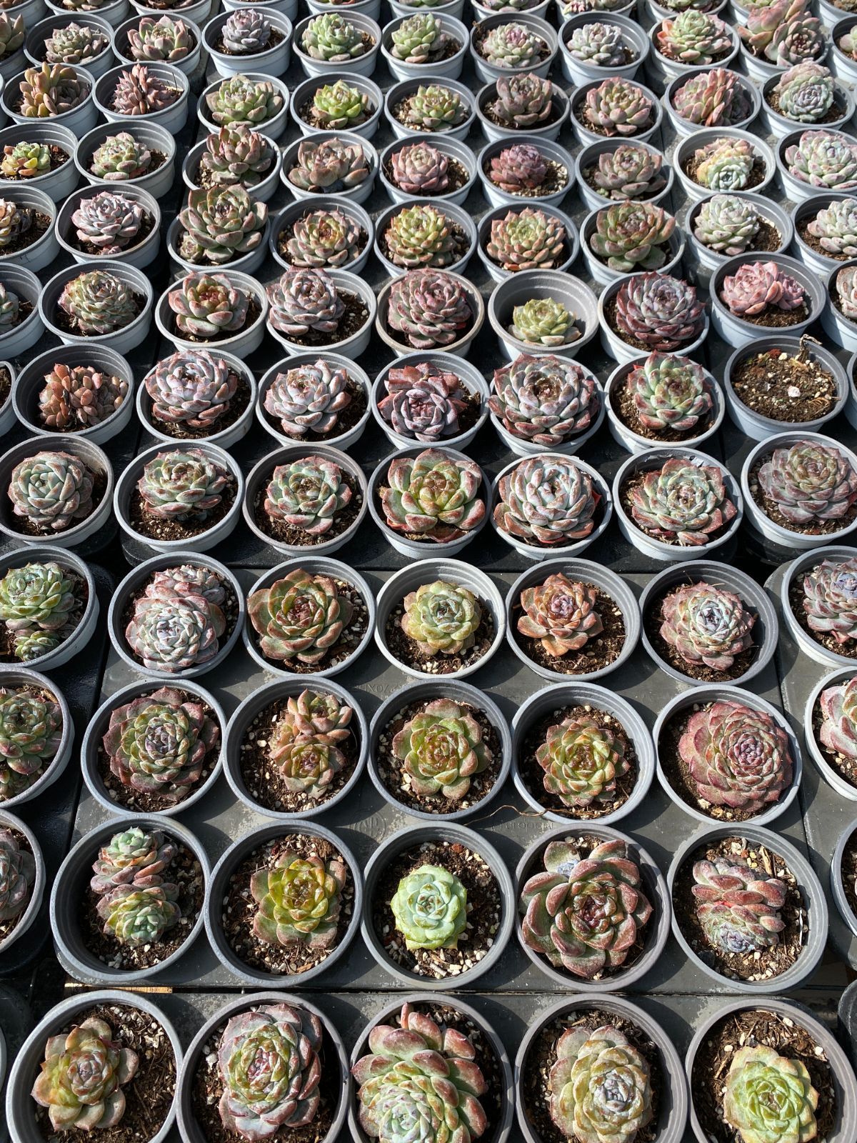 新入荷 ヒョウハク ZZ067×32苗 抜き苗 多肉植物 アエオニウム