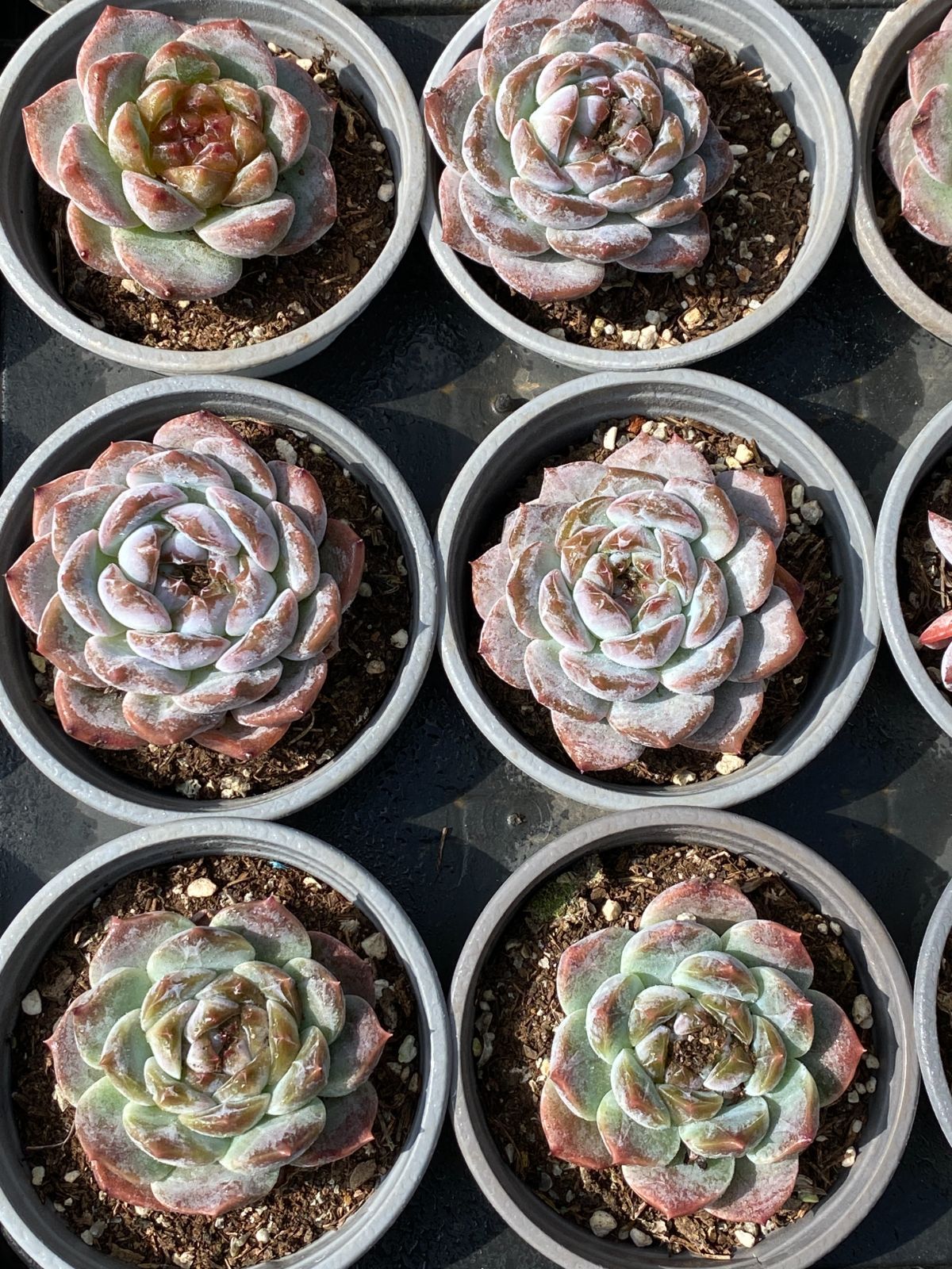 新入荷 ヒョウハク ZZ067×32苗 抜き苗 多肉植物 アエオニウム