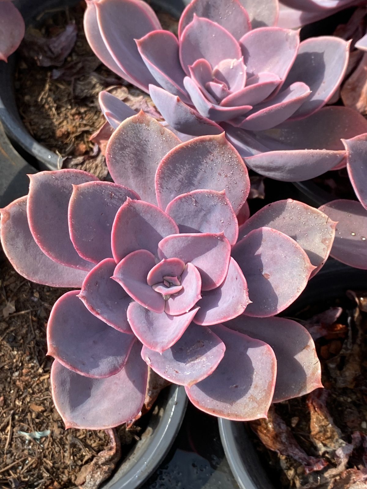 新入荷 シランゲ ZZ068×18苗 抜き苗 多肉植物 アエオニウム エケベリア