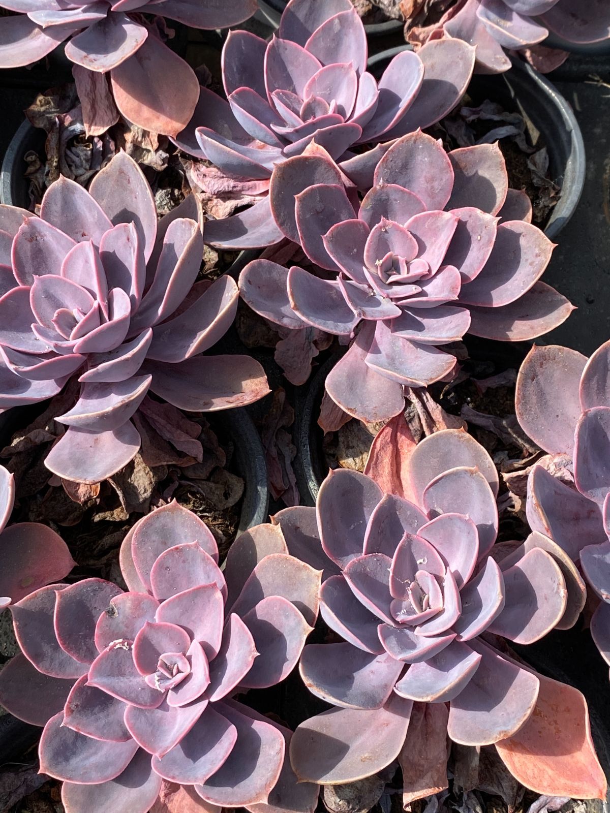 新入荷 シランゲ ZZ068×18苗 抜き苗 多肉植物 アエオニウム エケベリア