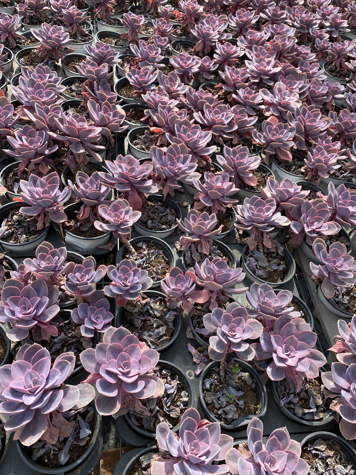 新入荷 シランゲ ZZ068×18苗 抜き苗 多肉植物 アエオニウム エケベリア