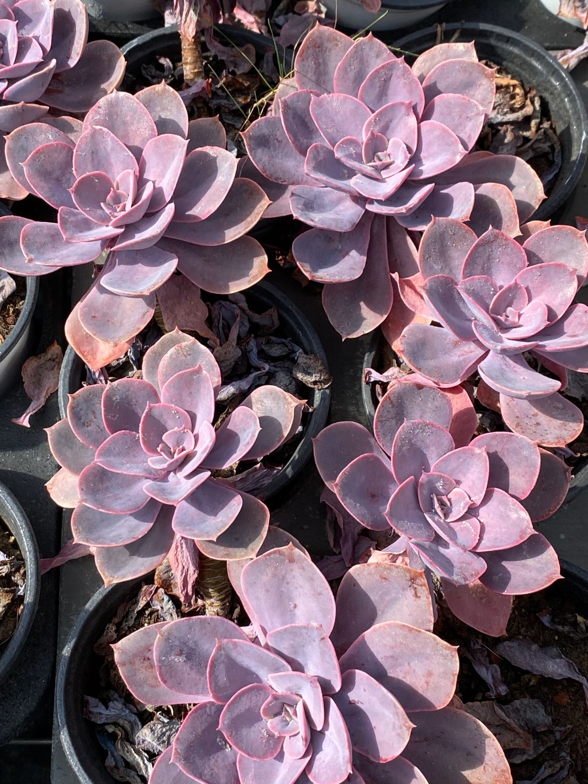 多肉植物　アラン　抜き苗　エケベリア 新入荷 シランゲ ZZ068×18苗 抜き苗 多肉植物 アエオニウム エケベリア