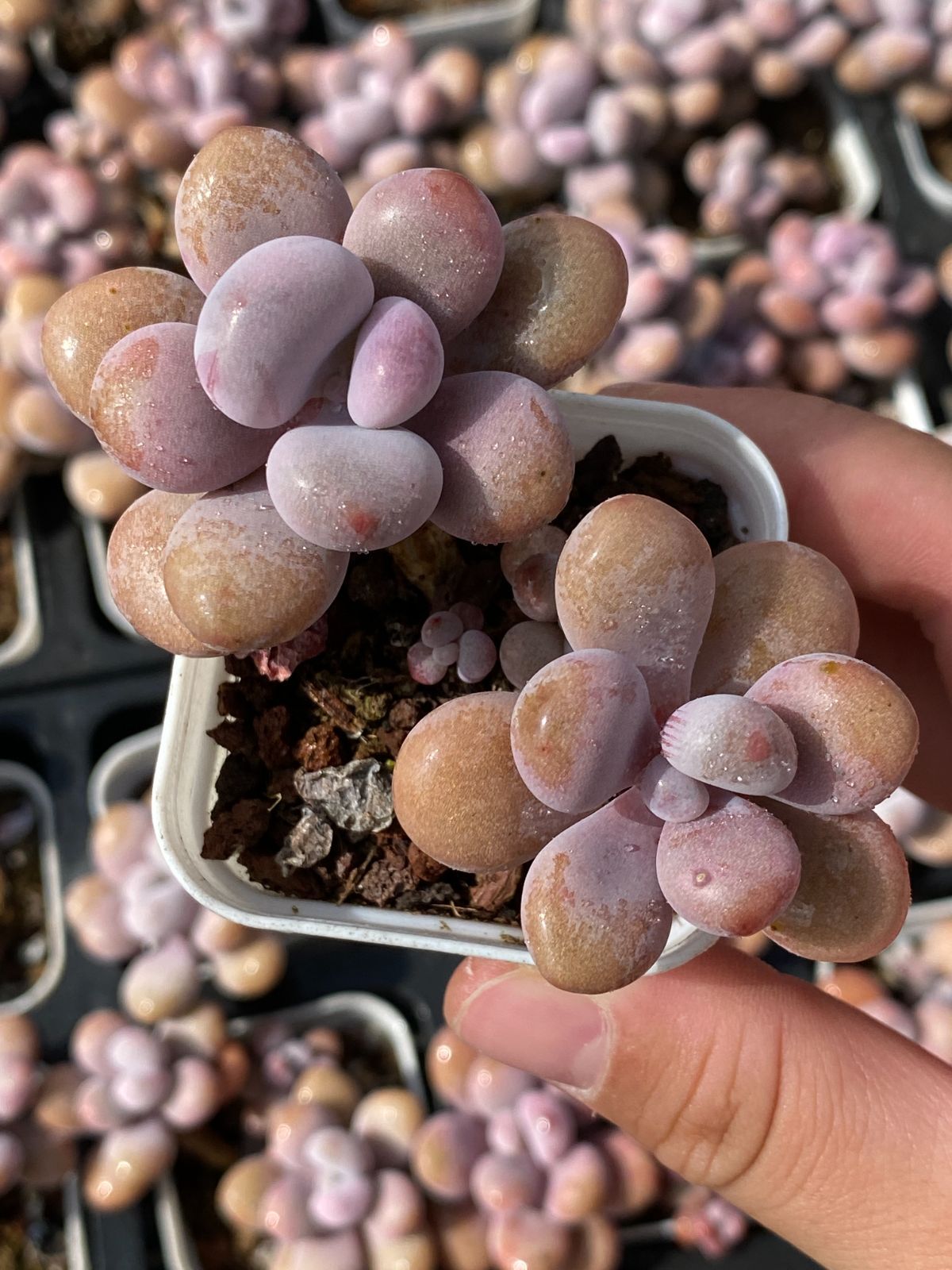 新入荷 モモタマ ZZ069×50苗 抜き苗 多肉植物 アエオニウム エケベリア