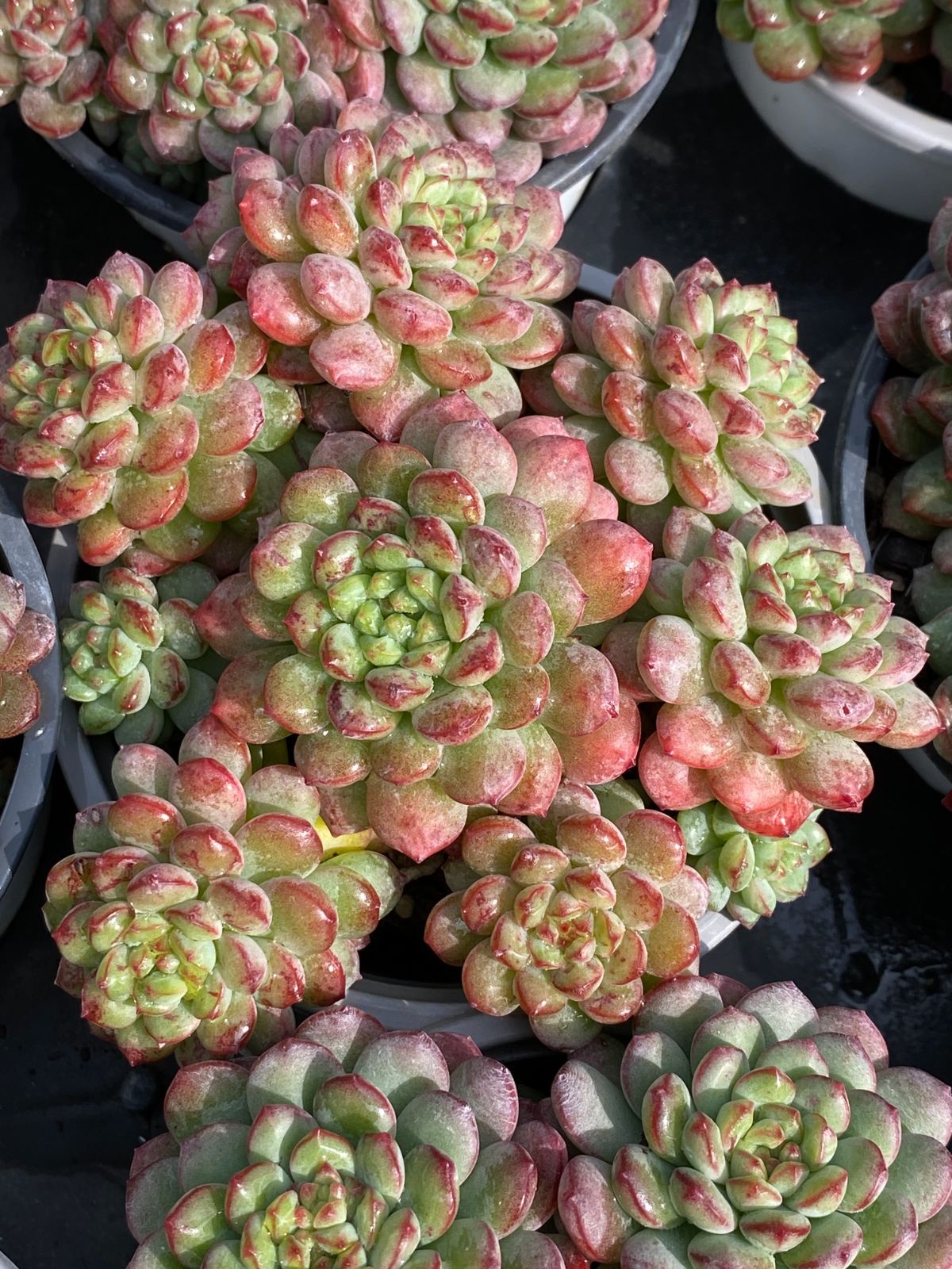 新入荷 ストロベリームース ZZ071×18苗 抜き苗 多肉植物 アエオニウム