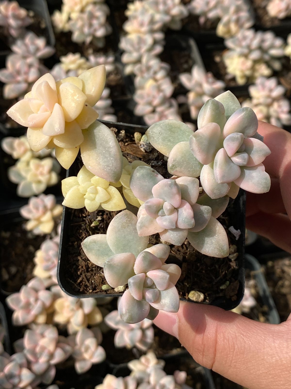 専用　多肉植物　❁︎オルペット錦　抜き苗 専用 多肉植物 ❁︎オルペット錦 抜き苗 【公式通販】