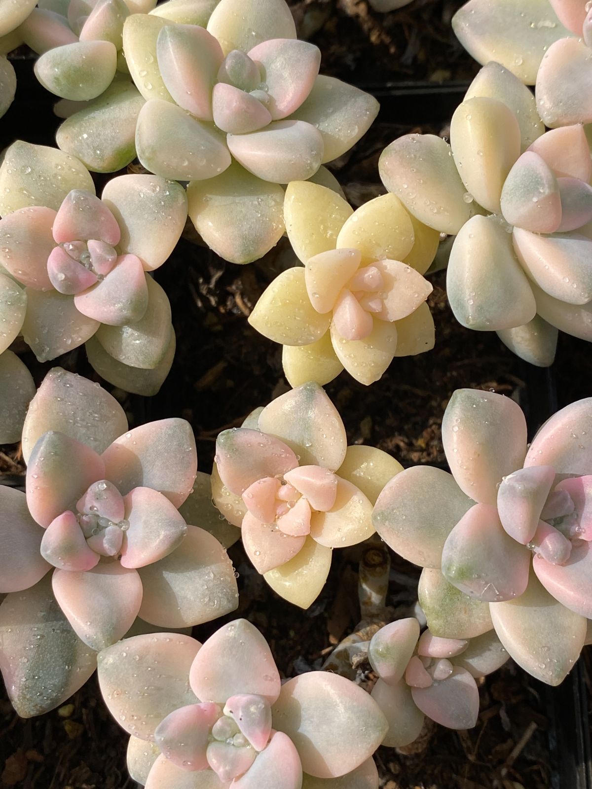 新入荷 美杏錦 ZZ074×50苗 抜き苗 多肉植物 アエオニウム エケベリア