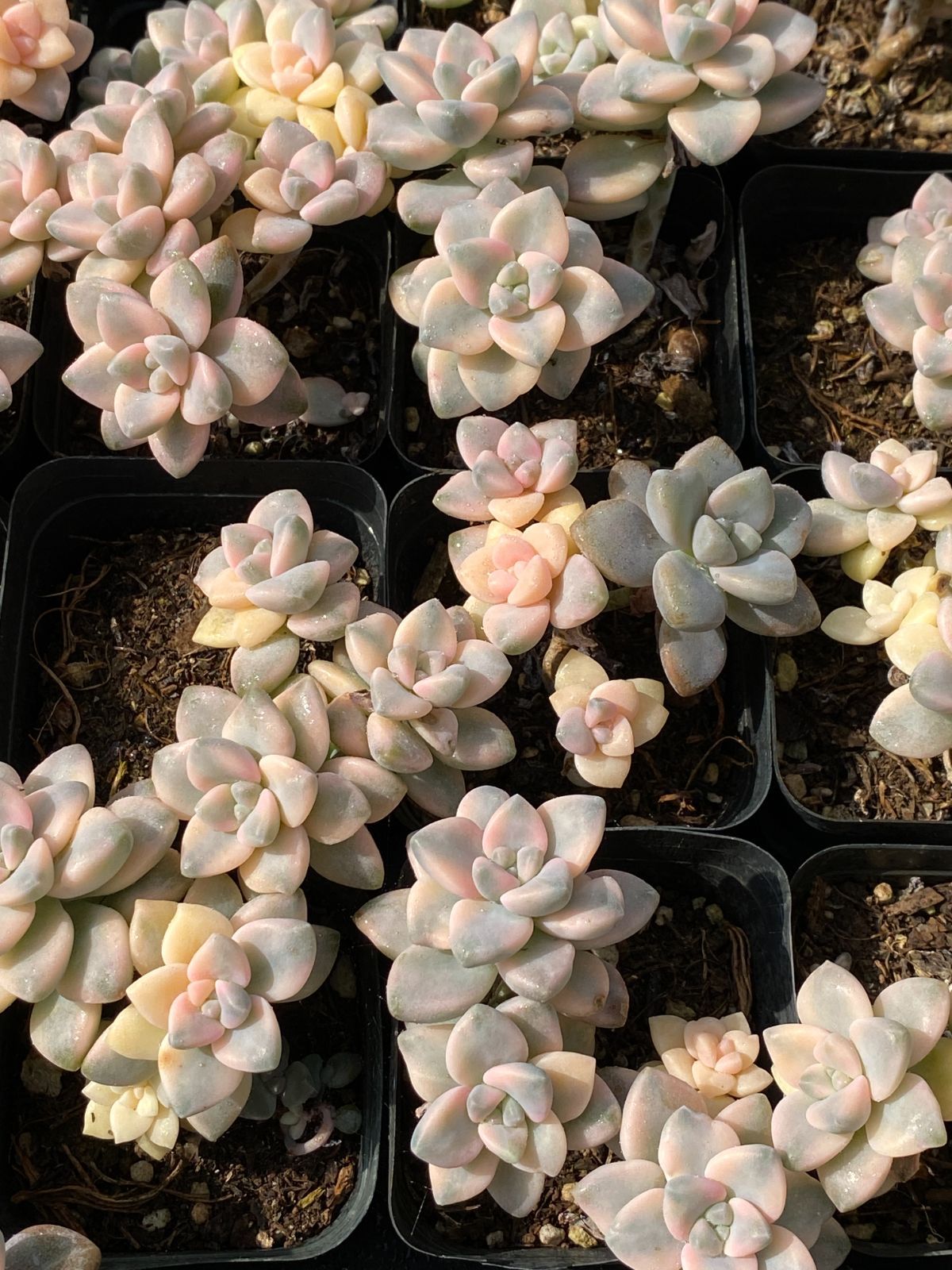 35#多肉植物アエオニウム錦❤️ 洛神❤️5頭13cm拔き苗！ 鳳凰法師錦 アエオニウム | RuPo 多肉植物専門店