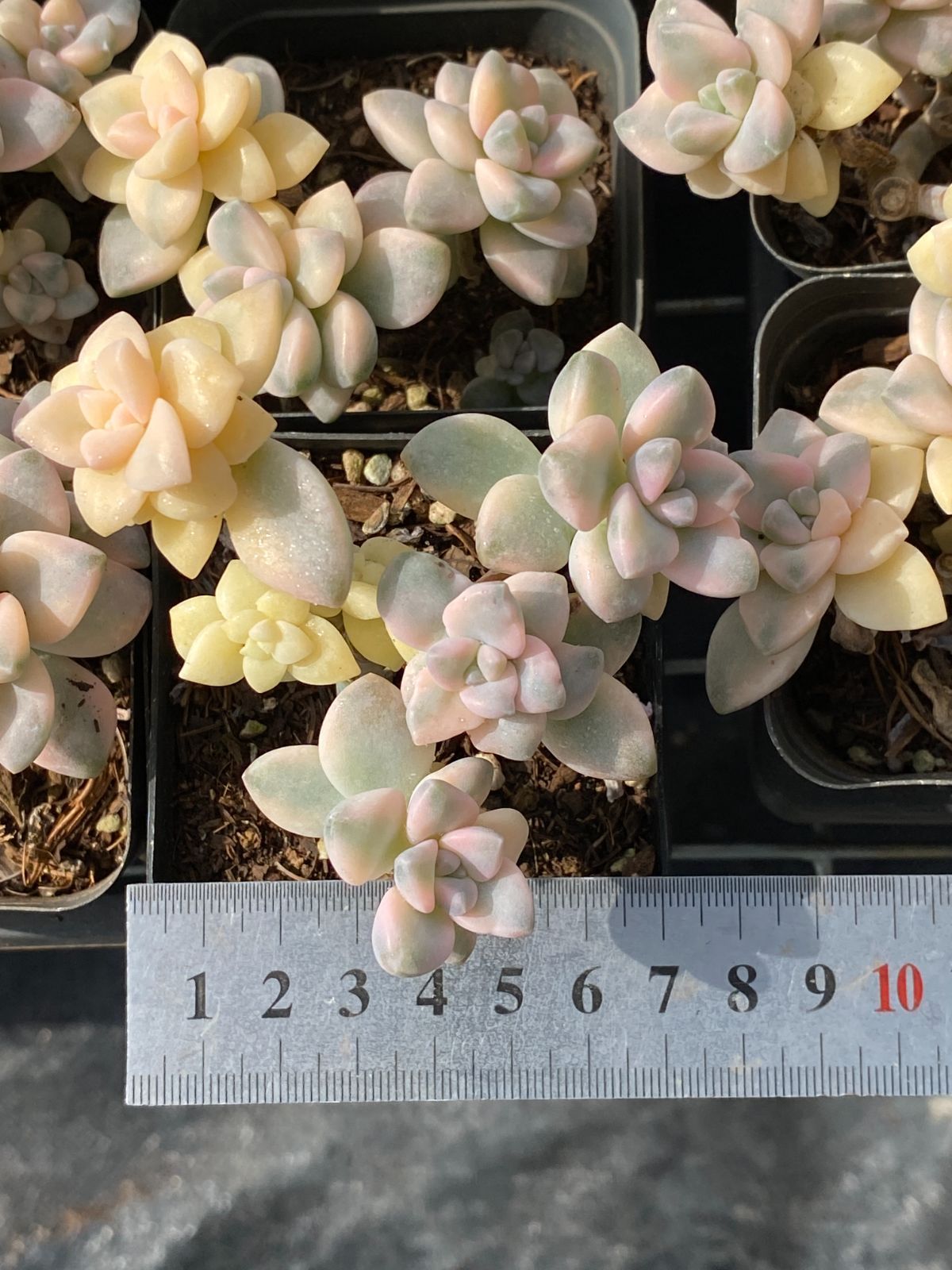 新入荷 美杏錦 ZZ074×50苗 抜き苗 多肉植物 アエオニウム エケベリア