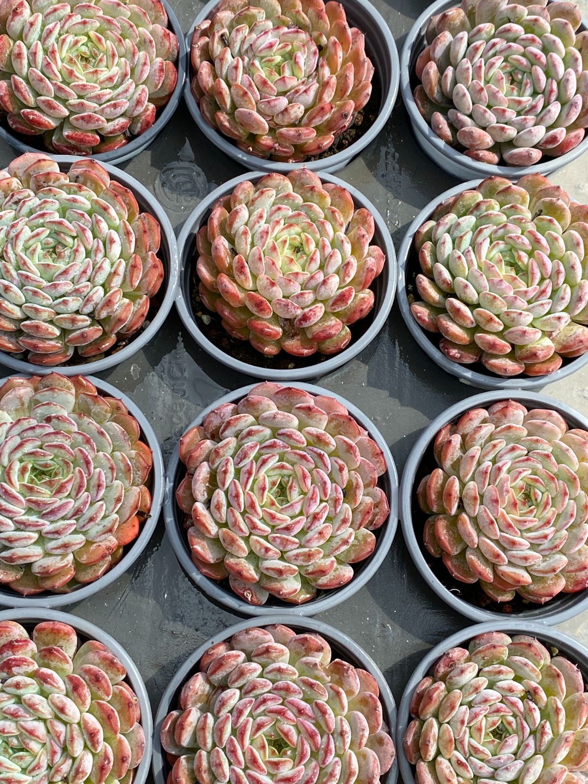 新入荷 ホーニー ZZ075×18苗 抜き苗 多肉植物 アエオニウム エケベリア