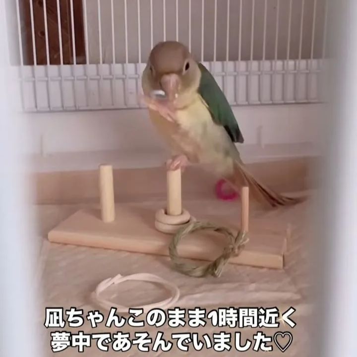 47　⭐　インコ　フォージングトイ　⭐　バードトイ　おもちゃ　文鳥　ことり 46 ⭐ インコ フォージングトイ ⭐ バードトイ おもちゃ 文鳥 ことり