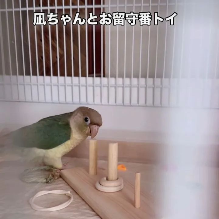 46 ⭐ インコ フォージングトイ ⭐ バードトイ おもちゃ 文鳥 ことり