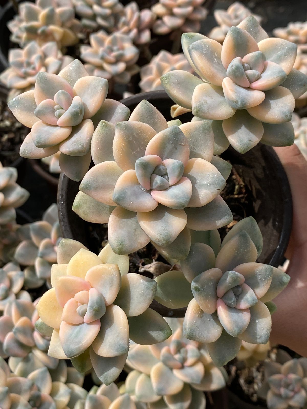 25#多肉植物アエオニウム❤️ ナガ女王 セッカ ❤️19cm拔き苗 新入荷 美杏錦 ZZ078×18苗 抜き苗 多肉植物 アエオニウム エケベリア