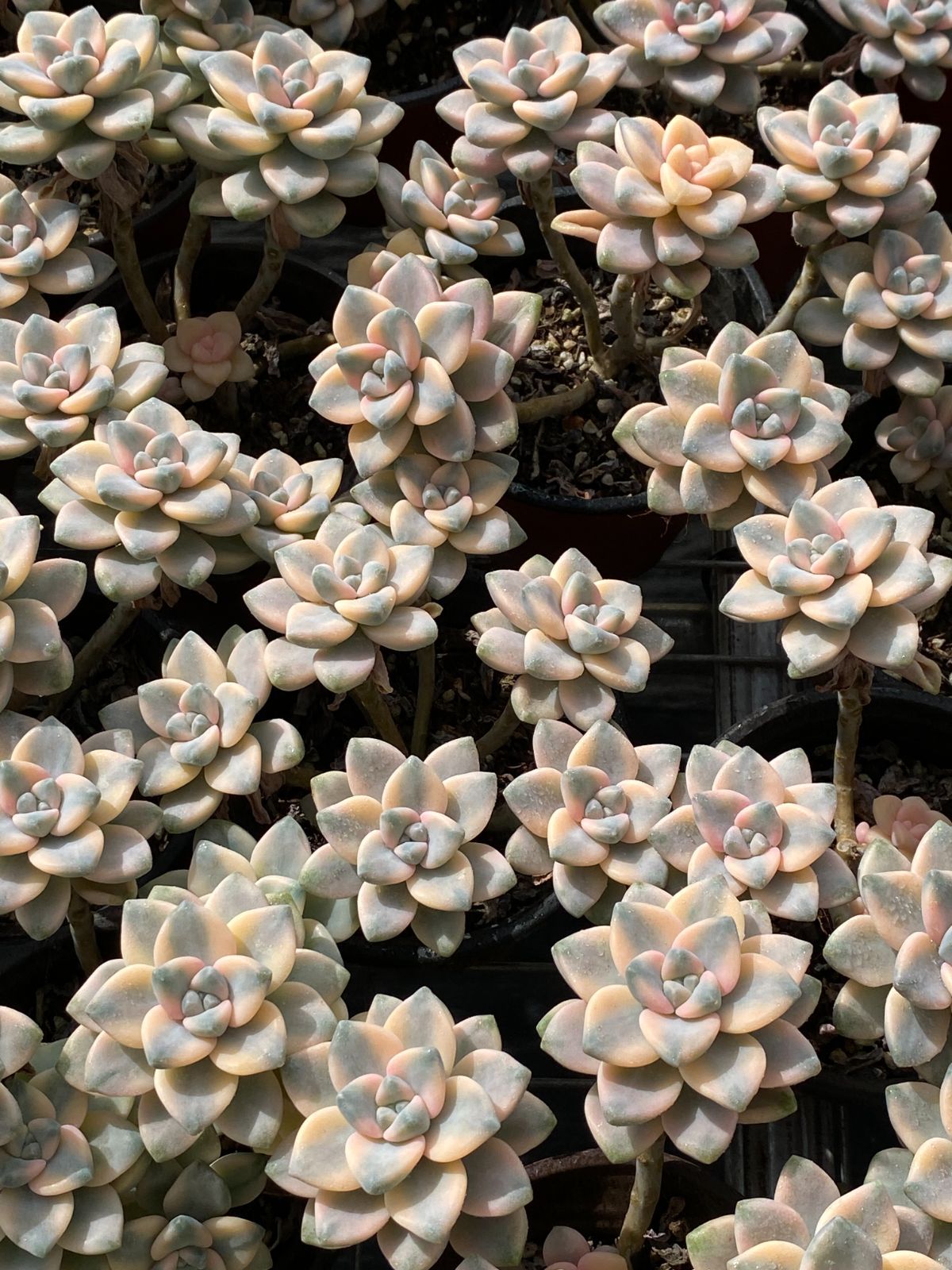 新入荷 美杏錦 ZZ078×18苗 抜き苗 多肉植物 アエオニウム エケベリア