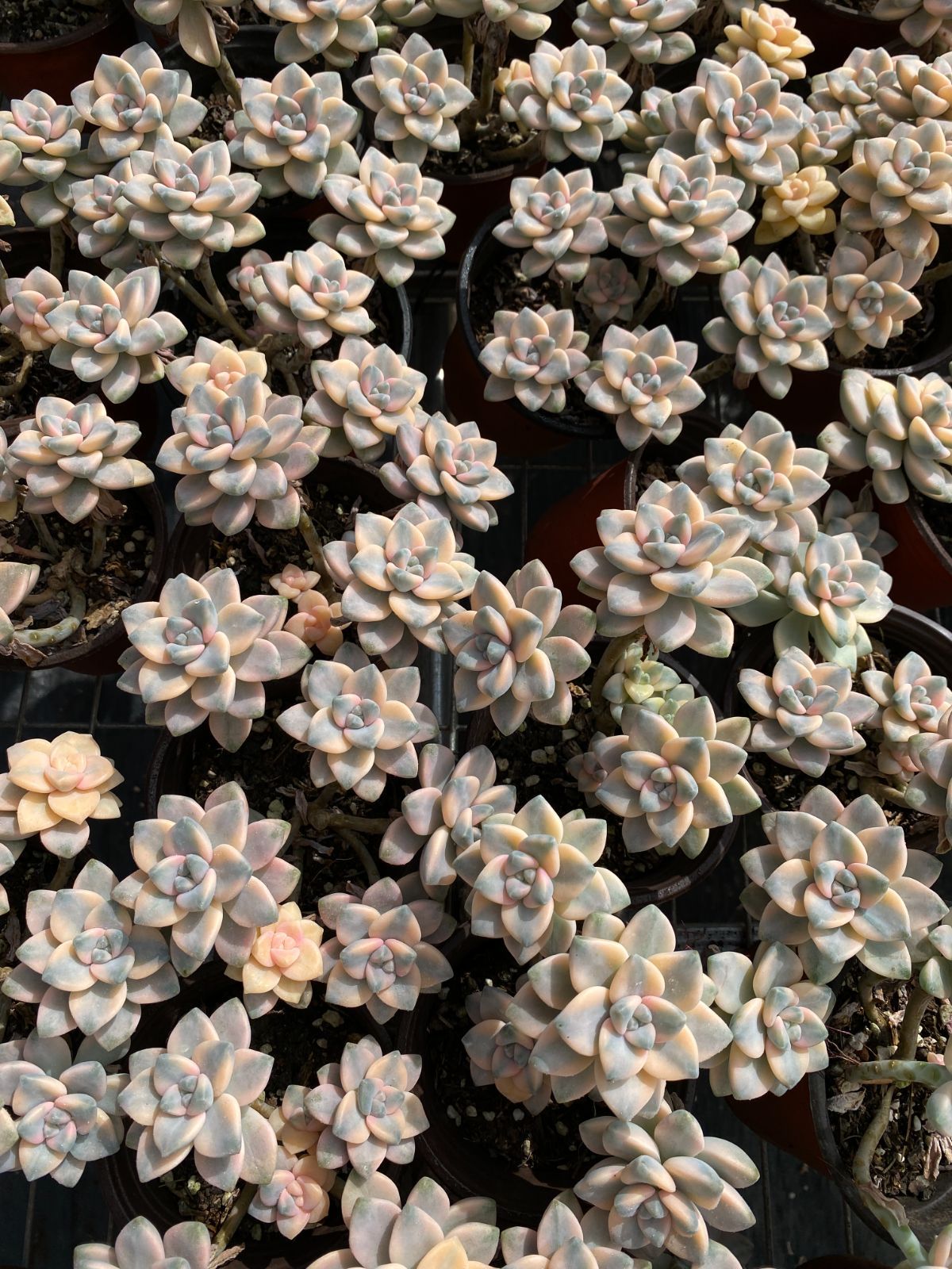 新入荷 美杏錦 ZZ078×18苗 抜き苗 多肉植物 アエオニウム エケベリア