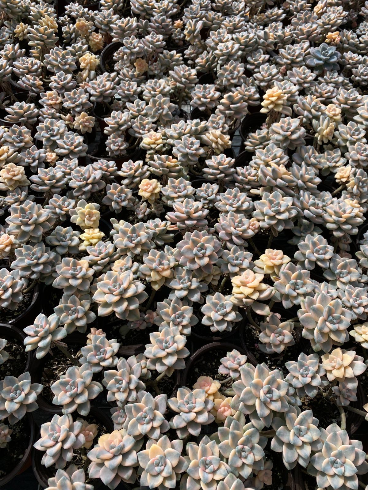 新入荷 美杏錦 ZZ078×18苗 抜き苗 多肉植物 アエオニウム エケベリア