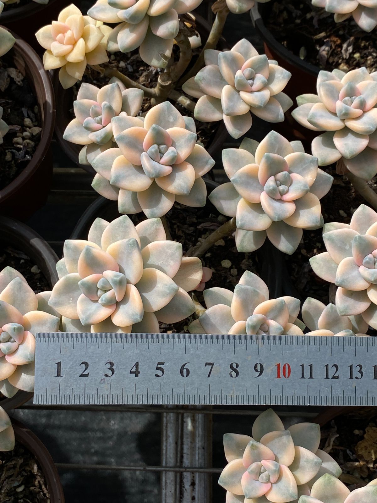 新入荷 美杏錦 ZZ078×18苗 抜き苗 多肉植物 アエオニウム エケベリア