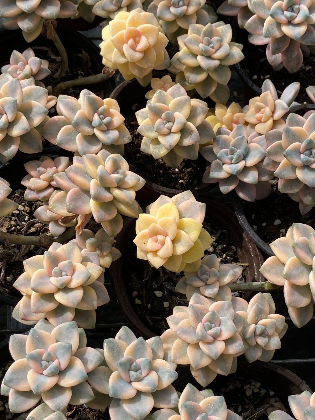 新入荷 美杏錦 ZZ078×18苗 抜き苗 多肉植物 アエオニウム エケベリア