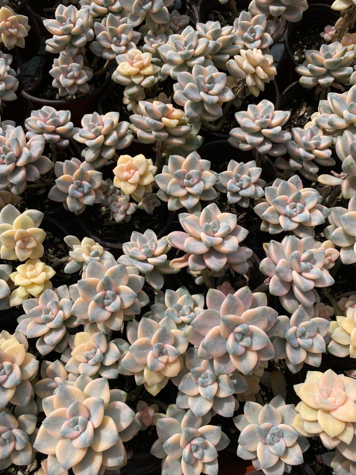 71#多肉植物アエオニウム錦❤️ 女神セッカ ❤️30cm拔き苗 71#多肉