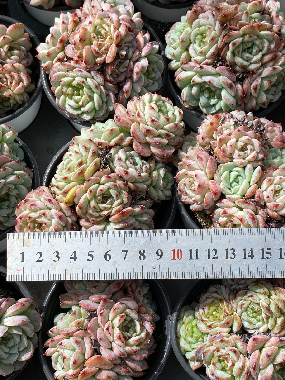 新入荷 ビロード ZZ083×18苗 抜き苗 多肉植物 アエオニウム エケベリア