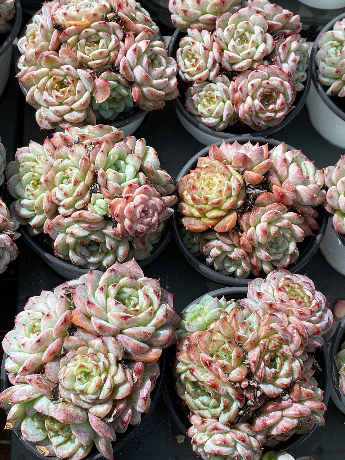 新入荷 ビロード ZZ083×18苗 抜き苗 多肉植物 アエオニウム エケベリア