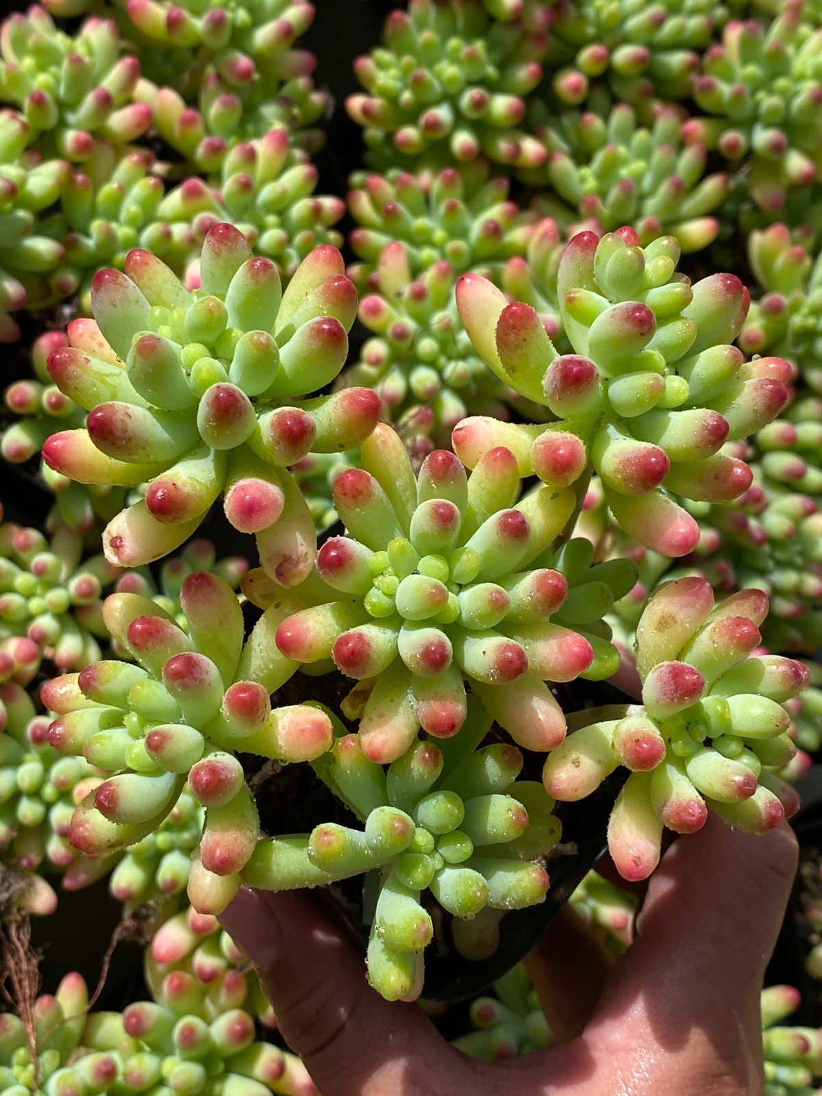 25#多肉植物アエオニウム❤️ ナガ女王 セッカ ❤️19cm拔き苗 新入荷 美杏錦 ZZ078×18苗 抜き苗 多肉植物 アエオニウム エケベリア