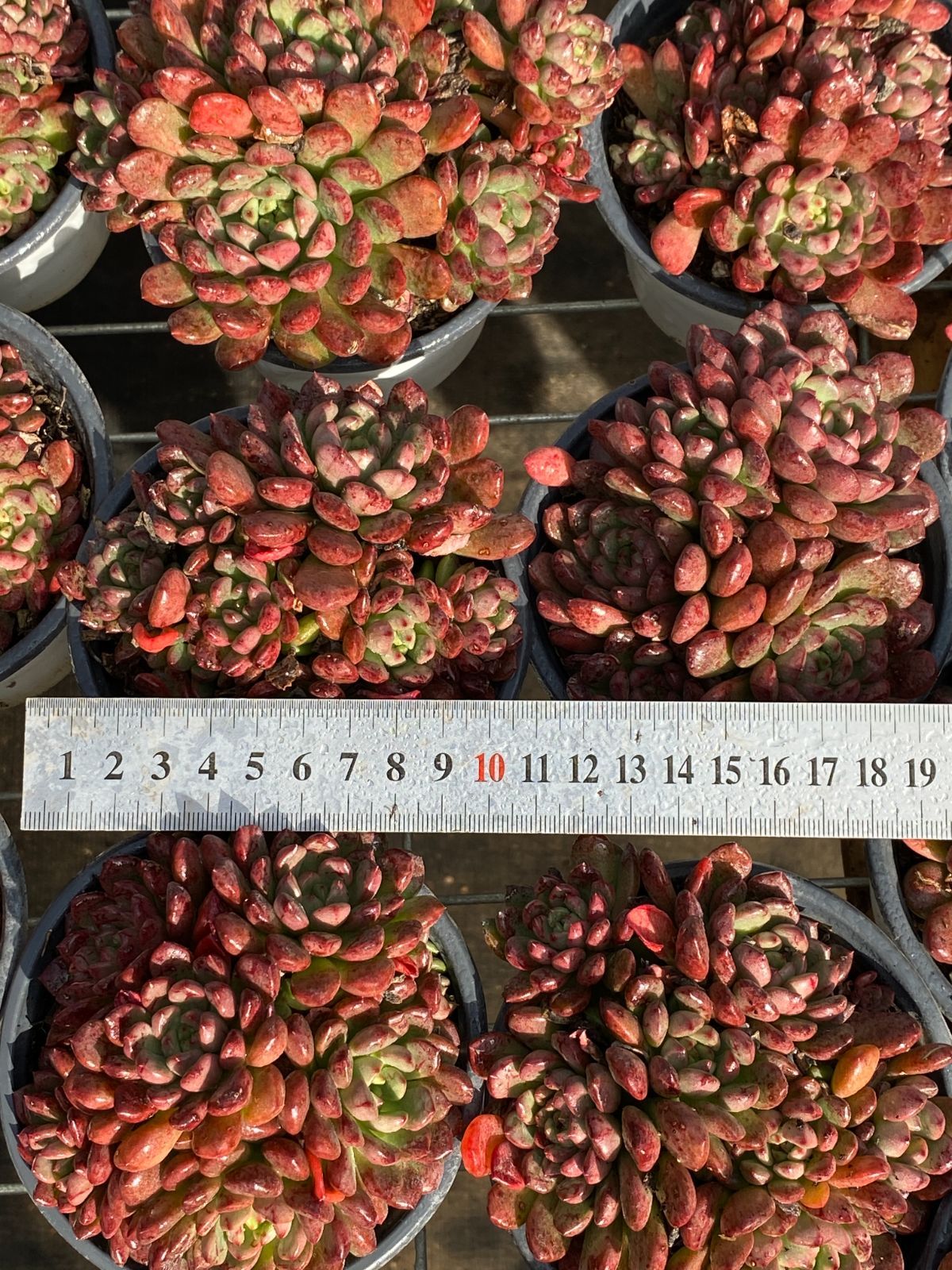 25#多肉植物アエオニウム❤️ ナガ女王 セッカ ❤️19cm拔き苗 新入荷 ホウセキ ZZ099×18苗 抜き苗 多肉植物 アエオニウム エケベリア