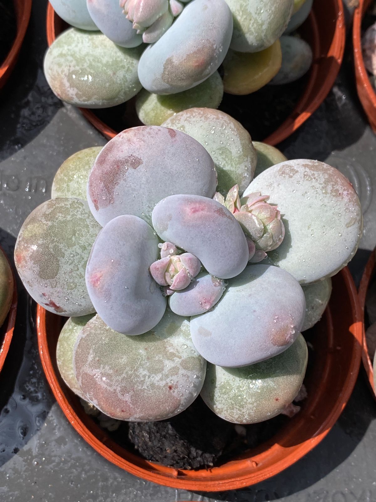 アイドリッシュセブン」Re:al Axis Re:vale 豪華盤