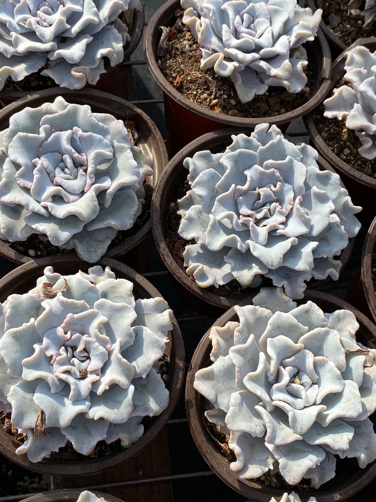 新入荷 クリスペートビューティー ZZ103×24苗 抜き苗 多肉植物