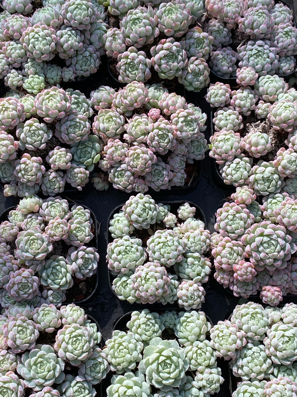 97#多肉植物アエオニウム❤️サラダボール中斑錦❤️6大頭12cm 拔き苗