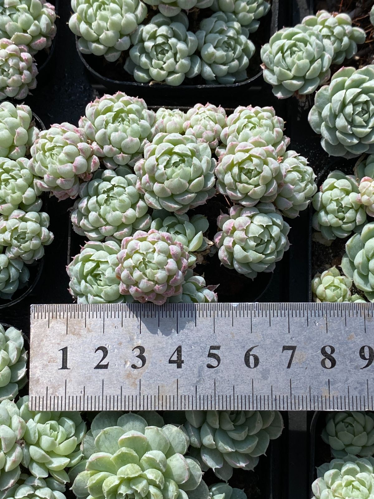 新入荷 ラノリンボール ZZ104×50苗 抜き苗 多肉植物 アエオニウム