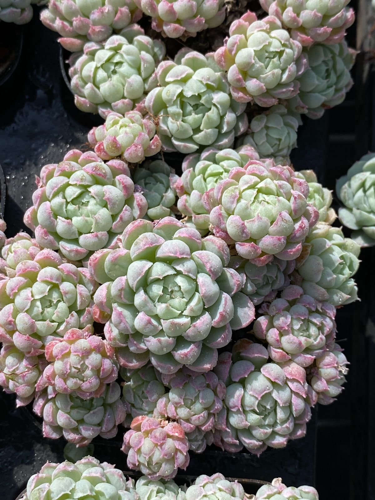 新入荷 ラノリンボール ZZ104×50苗 抜き苗 多肉植物 アエオニウム